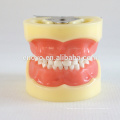 Съемный 24шт зубы детей Стандартная Стоматологическая модель 13003